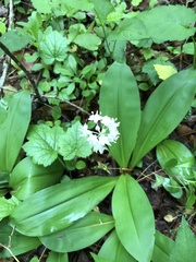 Clintonia umbellulata