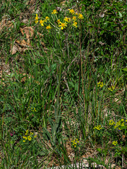 Tephroseris integrifolia integrifolia