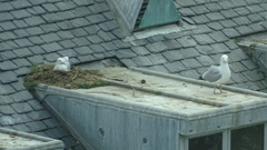 Larus argentatus