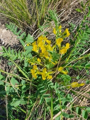 Astragalus wolgensis