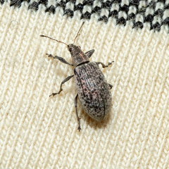 Polydrusus pilosus