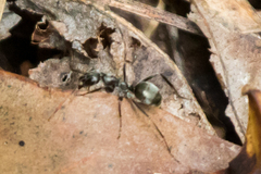 Formica argentea