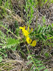 Astragalus wolgensis