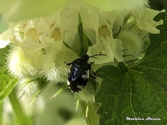 Tritomegas rotundipennis