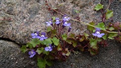 Cymbalaria muralis