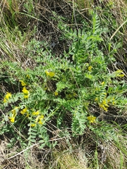 Astragalus wolgensis
