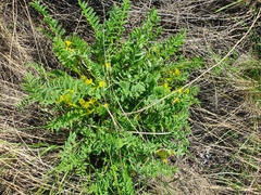 Astragalus wolgensis