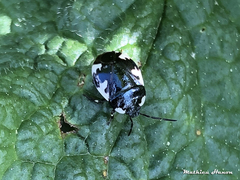 Tritomegas rotundipennis