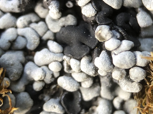 Toninia sedifolia image