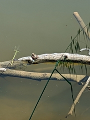 Pelophylax perezi