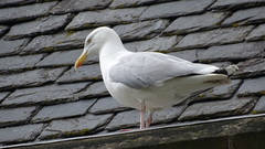 Larus argentatus