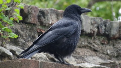 Corvus corone