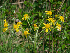 Tephroseris integrifolia integrifolia