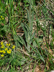 Tephroseris integrifolia integrifolia