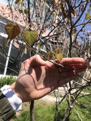 Cercis canadensis canadensis
