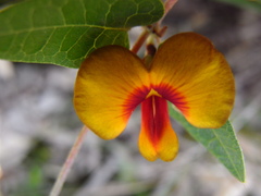 Platylobium obtusangulum