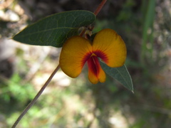 Platylobium obtusangulum