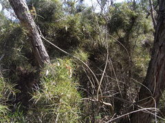 Hakea ulicina