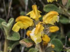 Phlomis lanata