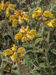 Phlomis lanata