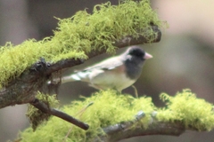 Junco hyemalis montanus