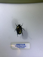 Dichelonyx backii