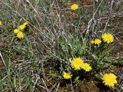 Taraxacum palustre