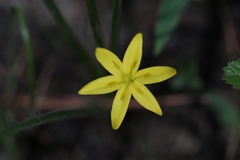 Hypoxis wrightii