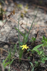 Hypoxis wrightii