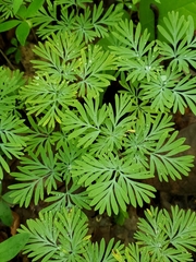 Dicentra canadensis