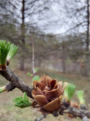 Larix laricina