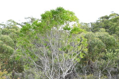 Persoonia lanceolata