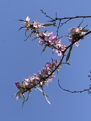 Bauhinia variegata variegata