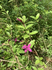 Pseuderanthemum laxiflorum