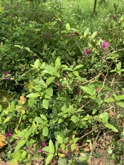 Pseuderanthemum laxiflorum