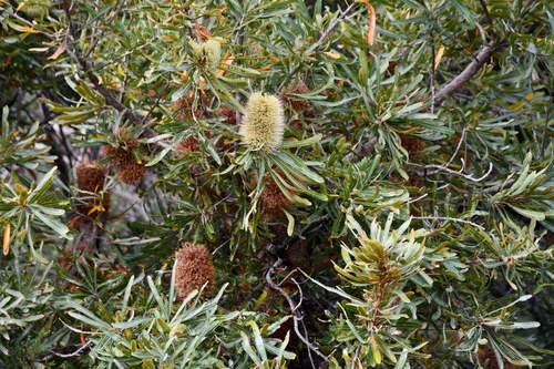 Banksia aemula (Banksia aemula)
