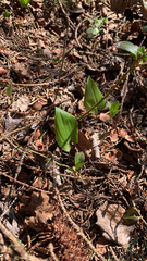 Maianthemum bifolium