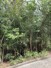 Clerodendrum cyrtophyllum