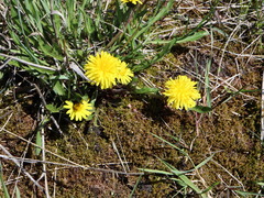 Taraxacum palustre