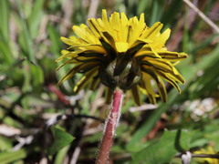 Taraxacum palustre