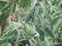 Euphonia chlorotica