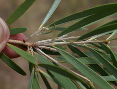 Melaleuca stenostachya