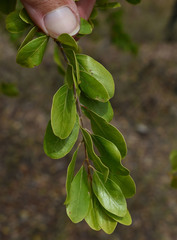Petalostigma banksii
