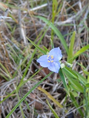 Tradescantia