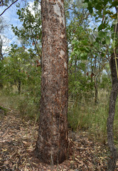 Corymbia pocillum