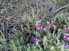 Thymus lotocephalus