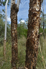 Eucalyptus chartaboma