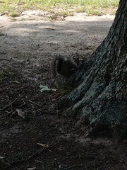 Sciurus carolinensis