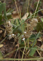 Uraria lagopodioides