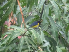 Euphonia chlorotica
